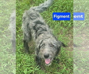 Aussiedoodle Dogs for adoption in Alexander, AR, USA