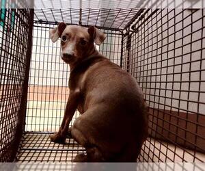 Miniature Pinscher Dogs for adoption in Martinez, CA, USA
