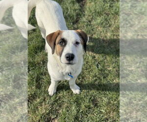Retriever -Unknown Mix Dogs for adoption in Springdale, PA, USA