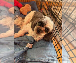 Shih-Poo Dogs for adoption in Princeton, MN, USA