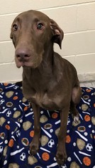 Labrador Retriever Dogs for adoption in Little Elm, TX, USA