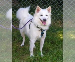 American Eskimo Dog Dogs for adoption in Martinsburg, WV, USA