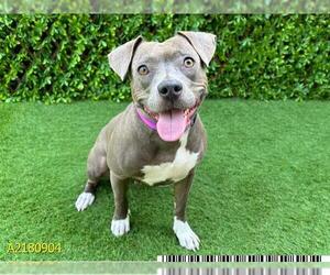 American Pit Bull Terrier Dogs for adoption in West Palm Beach, FL, USA