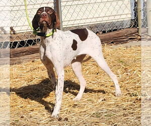 Pointer-Unknown Mix Dogs for adoption in Wetumpka, AL, USA