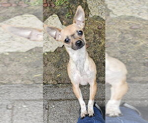 Chihuahua-Unknown Mix Dogs for adoption in Olalla, WA, USA