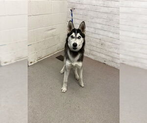 Siberian Husky Dogs for adoption in San Bernardino, CA, USA