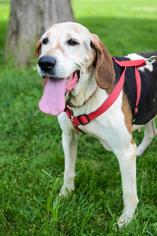 Treeing Walker Coonhound Dogs for adoption in Christiana, TN, USA
