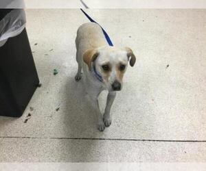 Chihuahua-Unknown Mix Dogs for adoption in Riverside, CA, USA