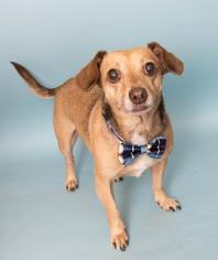 Chiweenie Dogs for adoption in Wyandotte, MI, USA