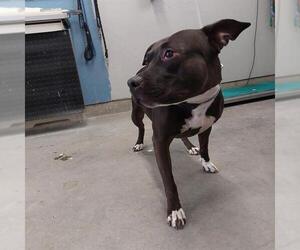 American Pit Bull Terrier Dogs for adoption in Camarillo, CA, USA