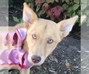 Golden Retriever Dogs for adoption in Dallas, TX, USA