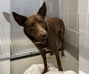 Australian Kelpie-Unknown Mix Dogs for adoption in Las Vegas, NV, USA