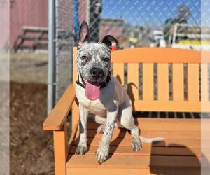 Mutt Dogs for adoption in Denver, CO, USA