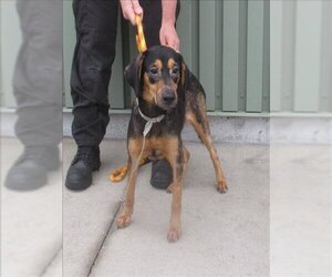 Black and Tan Coonhound Dogs for adoption in Louisville, KY, USA