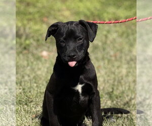Medium Photo #3 Labrador Retriever-Unknown Mix Puppy For Sale in Yardley, PA, USA