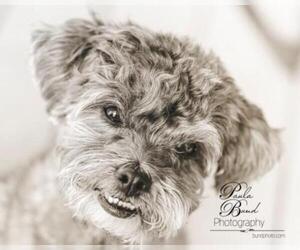 ShihPoo Dogs for adoption in Bowmanville, Ontario, Canada