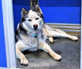 Alaskan Husky-Unknown Mix Dogs for adoption in San Jacinto, CA, USA