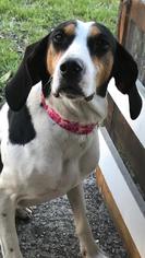 Treeing Walker Coonhound Dogs for adoption in Landenberg, PA, USA