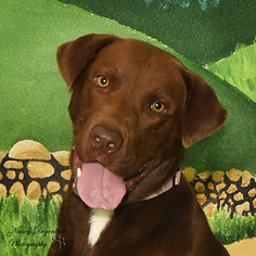 Labrador Retriever Dogs for adoption in Rohnert Park, CA, USA