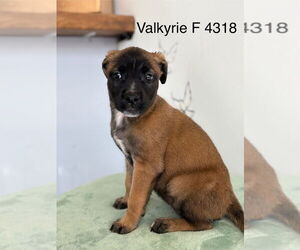 Mutt Dogs for adoption in Studio City, CA, USA