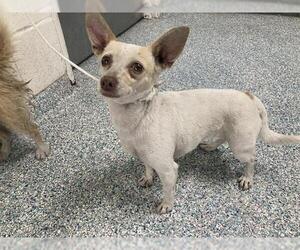 Chihuahua Dogs for adoption in Long Beach, CA, USA