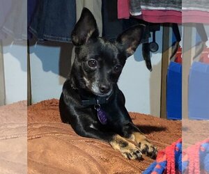 Chihuahua-Unknown Mix Dogs for adoption in Garland, TX, USA