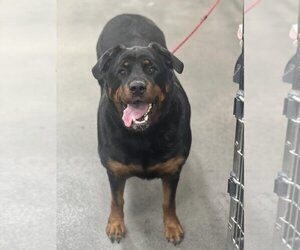 Rottweiler Dogs for adoption in Forestville, MD, USA