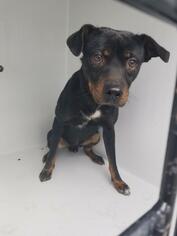 American Rat Pinscher Dogs for adoption in Houston, TX, USA