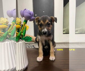 Mutt Dogs for adoption in Woodland Hills, CA, USA