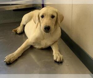 Labrador Retriever-Unknown Mix Dogs for adoption in Visalia, CA, USA