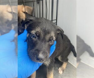 German Shepherd Dog Dogs for adoption in Stockton, CA, USA
