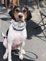 Treeing Walker Coonhound Dogs for adoption in Groveland, FL, USA