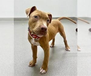 American Pit Bull Terrier Dogs for adoption in San Francisco, CA, USA