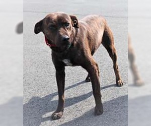 Black and Tan Coonhound-Labrador Retriever-Labrador Retriever Mix Dogs for adoption in Chantilly, VA, USA