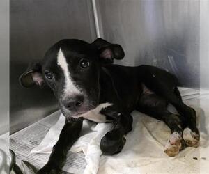 Labrador Retriever-Unknown Mix Dogs for adoption in San Antonio, TX, USA