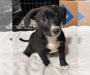 Labbe Dogs for adoption in Tracy City, TN, USA