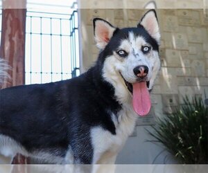 Siberian Husky Dogs for adoption in Pasadena, CA, USA