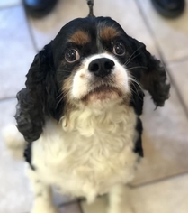 Cavalier King Charles Spaniel Dogs for adoption in St. Cloud, MN, USA