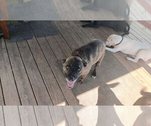 American Pit Bull Terrier-Labrador Retriever Mix Dogs for adoption in White Bluff, TN, USA