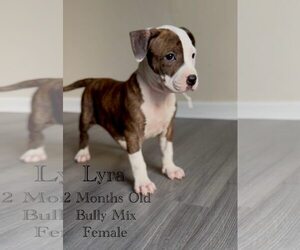 American Pit Bull Terrier-Unknown Mix Dogs for adoption in Jacksonville, NC, USA