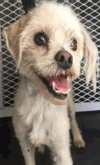 Lhasa Apso-Unknown Mix Dogs for adoption in Vancouver, WA, USA