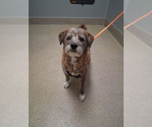 Shiba Inu-Unknown Mix Dogs for adoption in Las Vegas, NV, USA