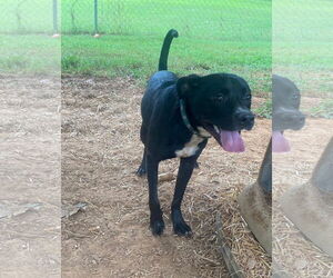 American Pit Bull Terrier-Unknown Mix Dogs for adoption in Sparta, TN, USA