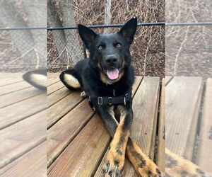 Mutt Dogs for adoption in Elmsford, NY, USA