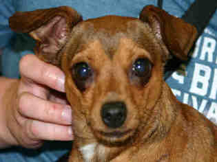 Miniature Pinscher Dogs for adoption in Ogden, UT, USA
