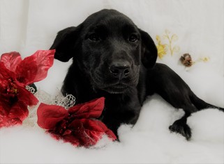 Labrador Retriever Dogs for adoption in Chicago, IL, USA