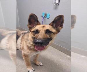 German Shepherd Dog-Unknown Mix Dogs for adoption in Las Vegas, NV, USA