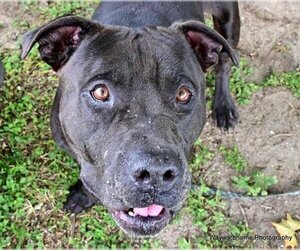 Small American Pit Bull Terrier