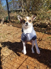 Chion Dogs for adoption in Winder, GA, USA