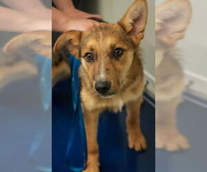 Australian Shepherd-Unknown Mix Dogs for adoption in Bridgewater, NJ, USA